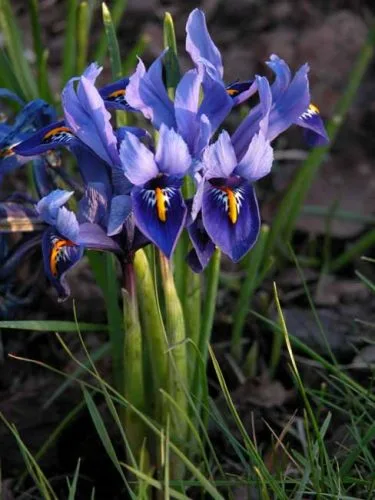 Purple-blue Iris reticulata 'Harmony'