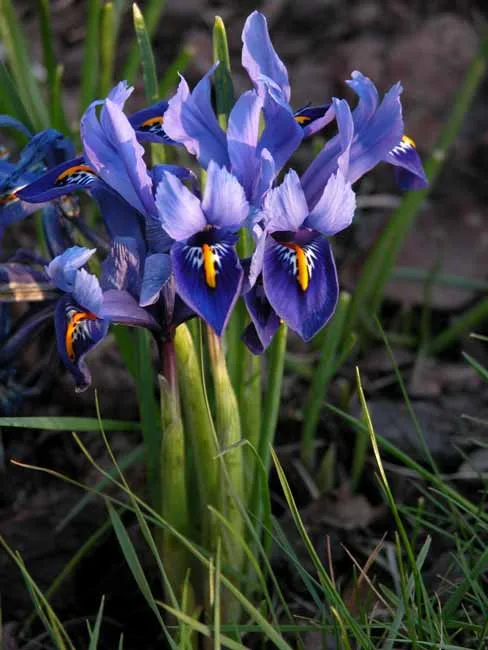 Purple-blue Iris reticulata 'Harmony'