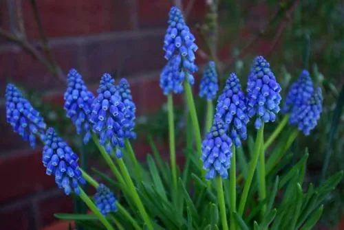 Grape hyacinths