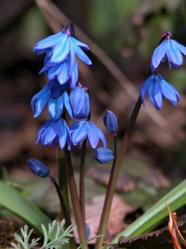 Blue Scilla Siberica