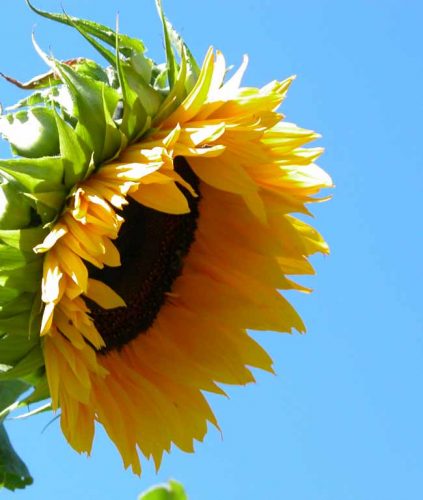 Yellow sunflower head against a blue sky