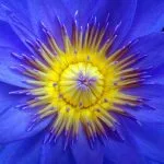 Waterlily with yellow centre