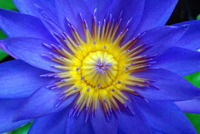 Waterlily with yellow centre
