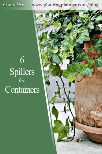 6 Spiller Plants for Containers - from Weatherstaff garden design software