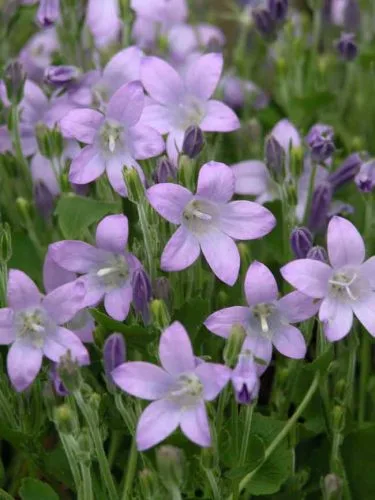 Campanula flowers