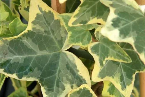 Variegated leaves of Hedera helix 'Goldchild'