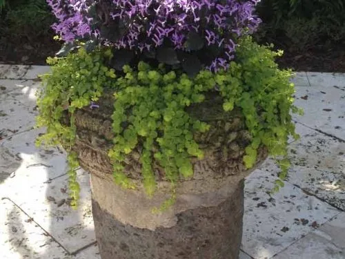 Lysimachia nummularia in pot - Weatherstaff PlantingPlanner
