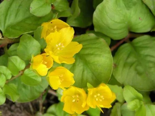 Lysimachia nummularia - Weatherstaff PlantingPlanner blog