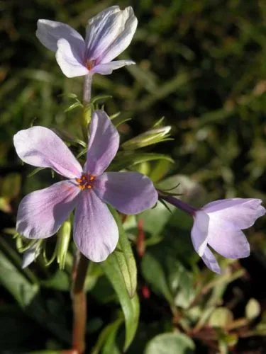 Phlox stolonifera Blue Ridge for container planting