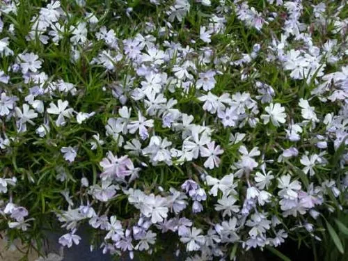 Phlox subulata 'Emerald Cushion Blue' - a spiller plant for garden pots