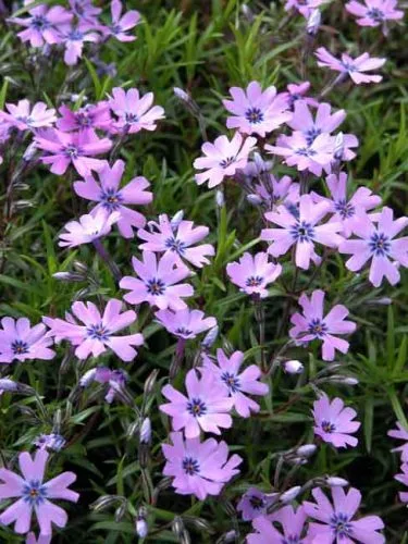 Phlox subulata 'Purple Beauty' - moss phlox for containers