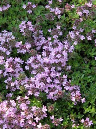 Flowers of Thymus 'Bressingham'