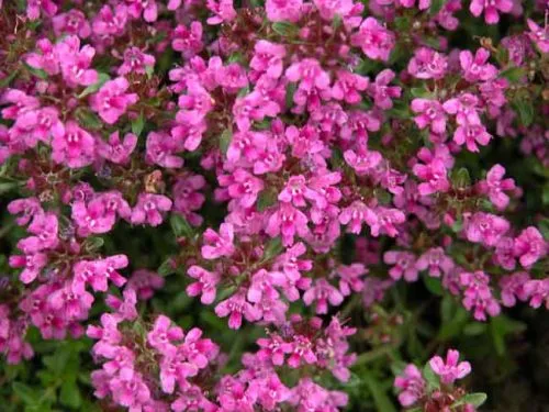 Magenta flowers of Thymus Coccineus Group