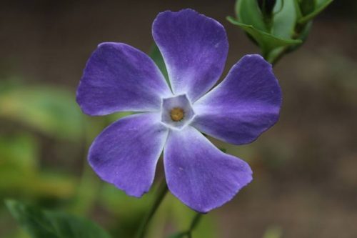 Close up of blue Vinca minor flower