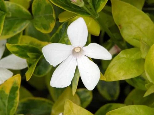 White flowers of Vinca minor f. alba ‘Alba variegata’