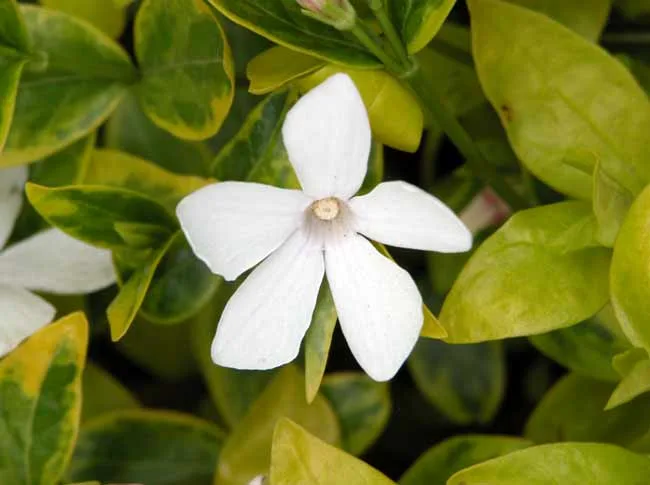 Vinca minor f. alba 'Alba variegata'