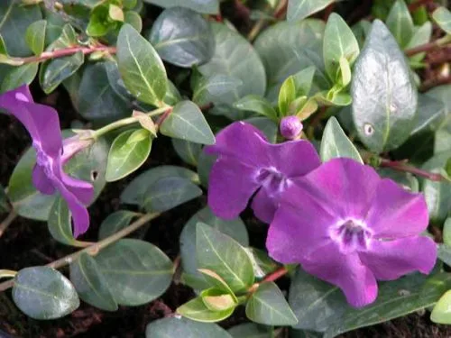 Plum-purple flowers of Vinca minor Atropurpurea