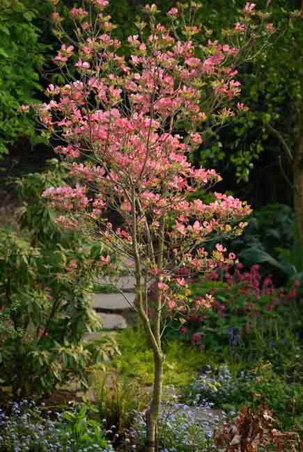 Cornus florida Cherokee Chief in a woodland garden Weatherstaff blog