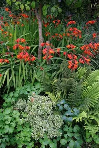 Woodland plants around a single tree