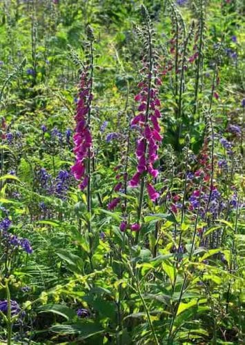 Digitalis purpurea wild foxgloves from the Weatherstaff Blog