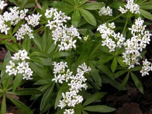 Galium odoratum for woodland garden groundcover