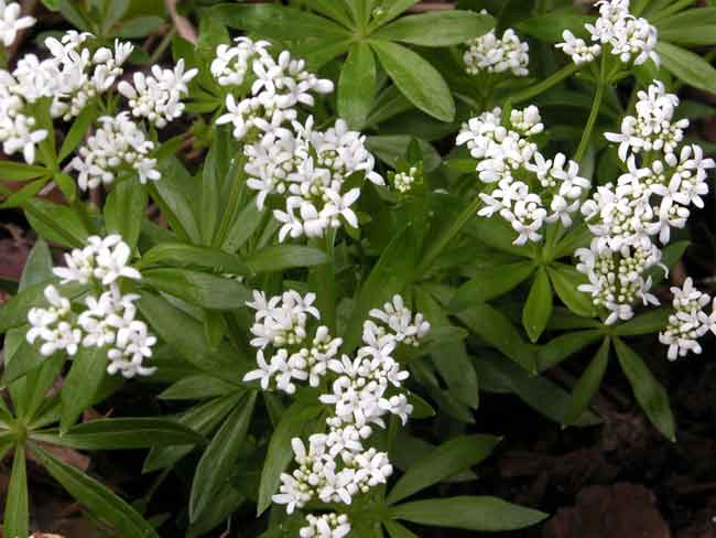 Galium odoratum for woodland garden groundcover
