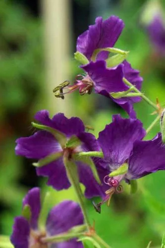 Geranium phaeum Lily Lovell in shady woodland garden