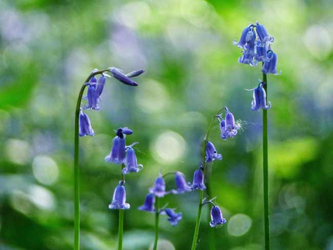 Hyacinthoides non-scripta or bluebells in a woodland garden Weatherstaff Blog