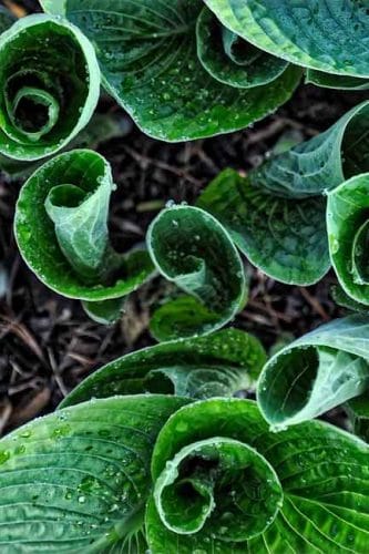 Hosta leaves unfurling in woodland garden Weatherstaff Blog