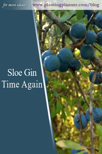 Sloe Gin Time Again - from Weatherstaff garden design software