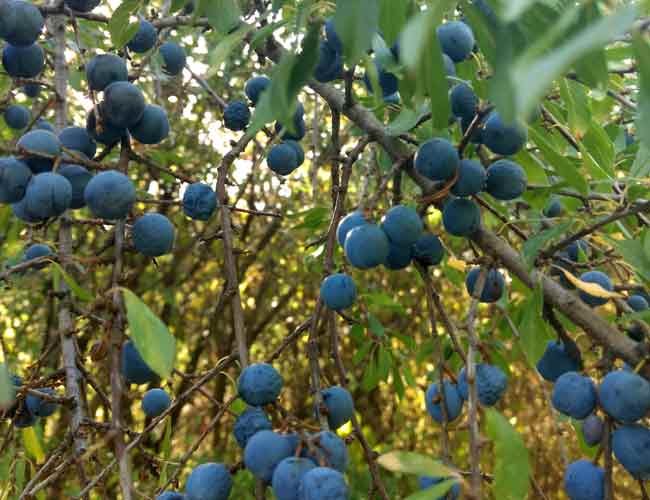 Image of a punus spinosa bush with sloes
