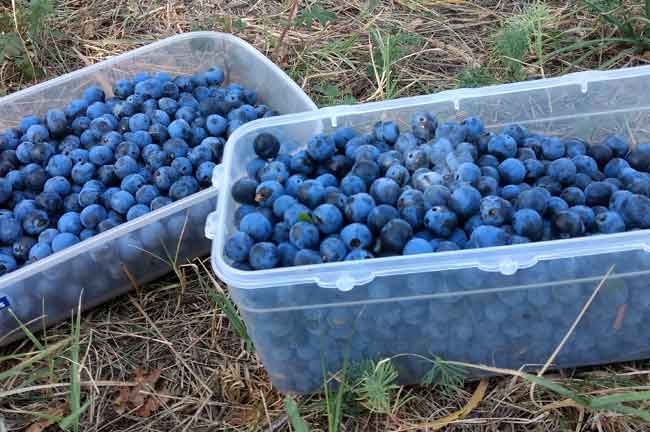 Containers full of harvested sloes
