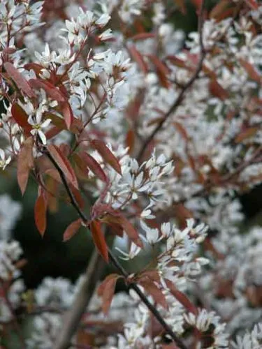 Amelanchier canadensis