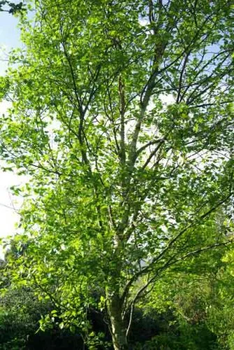 Betula pendula 'Fastigiata'