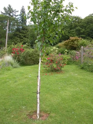 Betula utilis var. jacquemontii