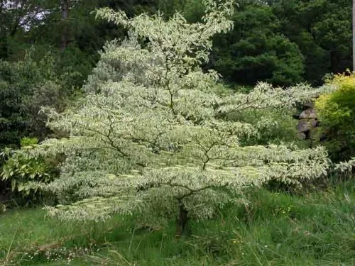 Cornus controversa Variegata