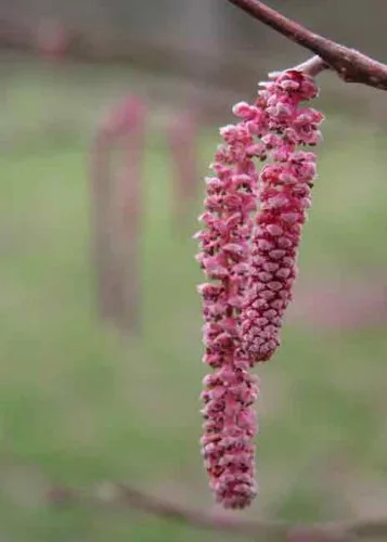 Purple-red catkins of Corylus maxima Purpurea