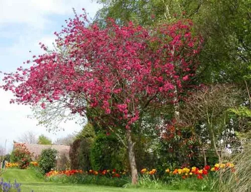 Flowering crab apple tree