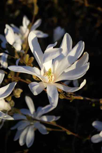 Starry flowers of Magnolia stellata