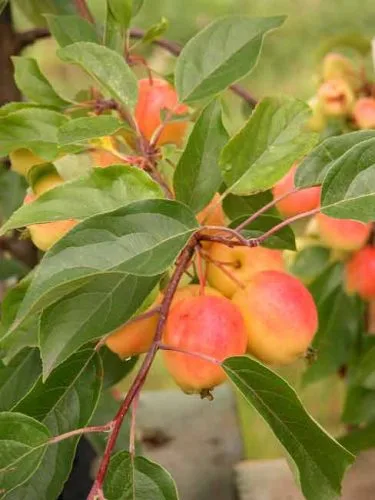 Apples on Malus John Downie