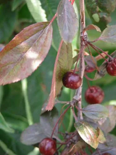 Malus Royal Beauty