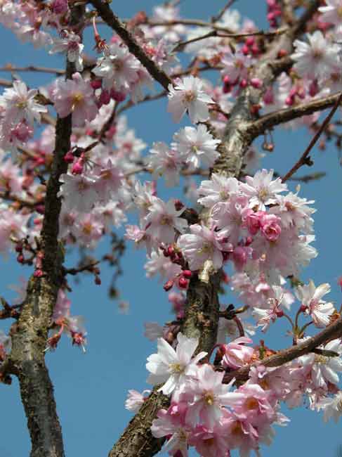 Prunus subhirtella 'Autumnalis Rosea' cherry blossom