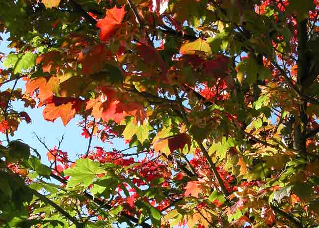 Autumn leaves against a blue sky - Weatherstaff Blog