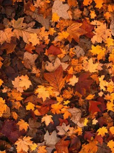 Autumn leaves on the ground