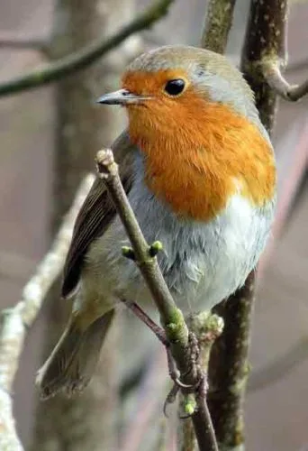 Robin on tree branch