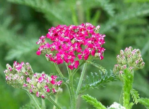 A close-up of the flowerhead of Achillea millefolium Cassis