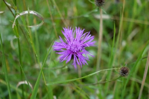 Centaurea nigra flower