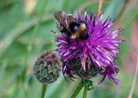 Bee on centaurea nigra