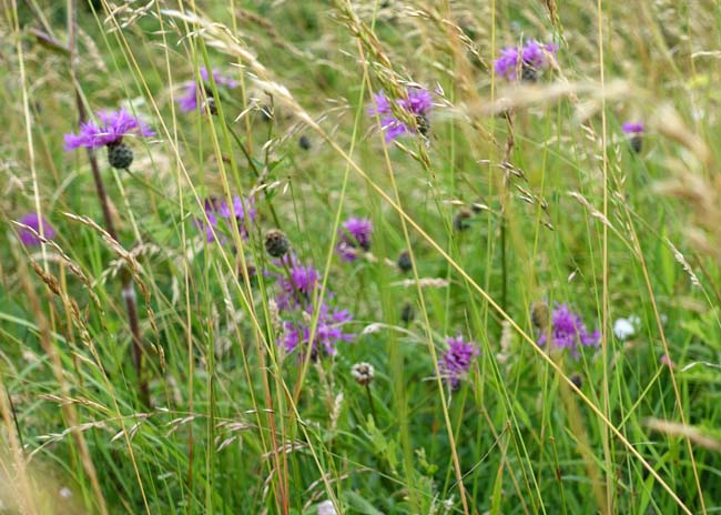 Small wildflowers and grasses