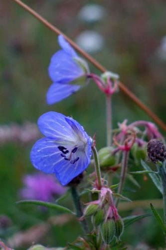 Blue-violet flowers of Geranium pratense 